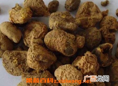 中药延胡索的药用价值与功效