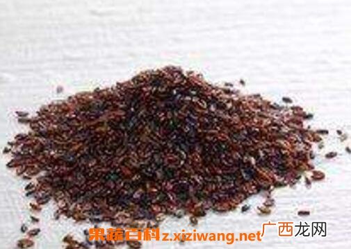 盐车前子的功效与作用