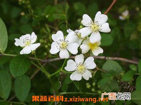 野蔷薇的药用价值和药用功效