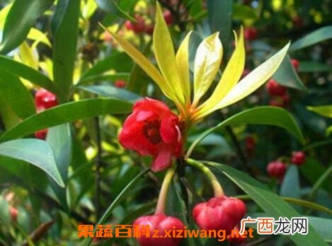 红茴香的用法及副作用