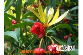 红茴香的用法及副作用
