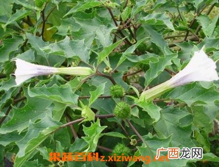 地环草药有什么副作用 地环草药的功效与作用