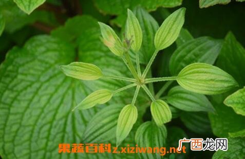 地环草药有什么副作用 地环草药的功效与作用