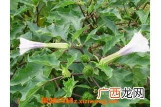 地环草药有什么副作用 地环草药的功效与作用