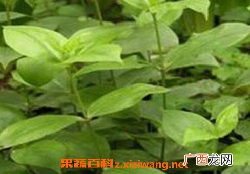 白薇的茎和叶有药用价值吗