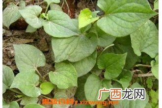 中药狗心草的功效与作用