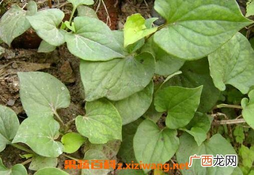 中药狗心草的功效与作用