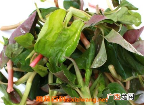 中药狗心草的功效与作用
