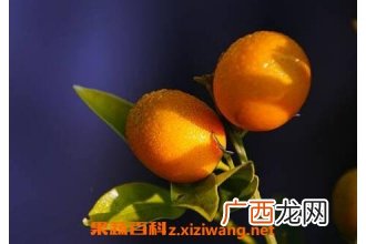 金橘根的功效与作用