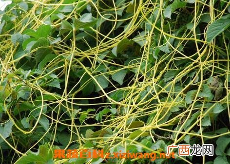盐菟丝子的功效与作用