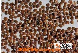 盐菟丝子的功效与作用