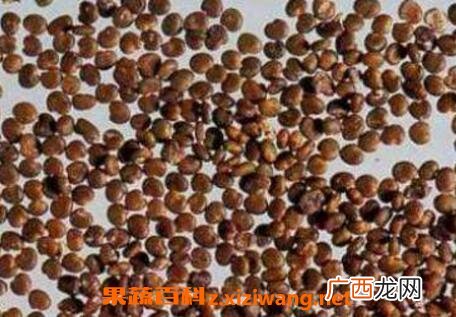 盐菟丝子的功效与作用