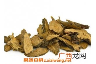 羊蹄根的功效与作用