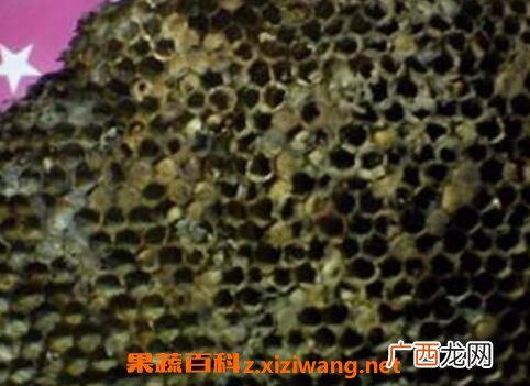 中药槐花蜂房的功效与作用