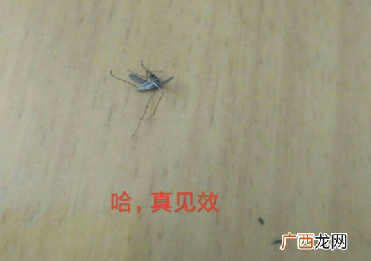 淳一婴儿蚊香液效果评测