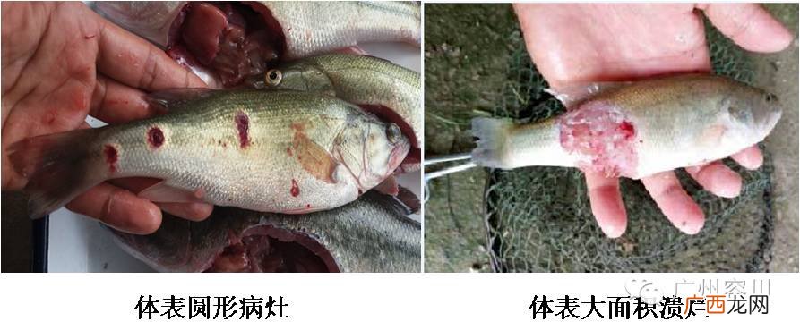 北京24小时内新增54例本土感染者 水产诺卡氏菌病