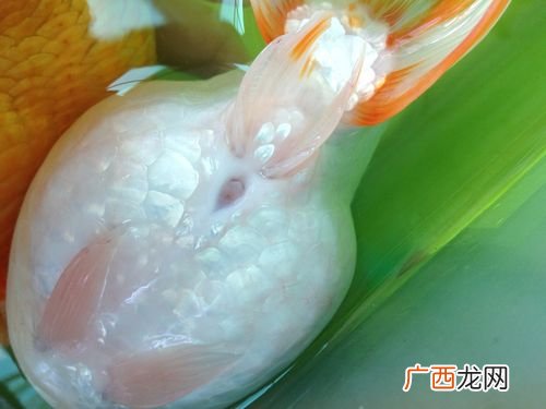 北京新增54例感染者 2地升高风险 水产研究所室内养殖