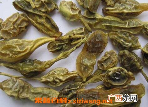 中药槐角的功效与作用