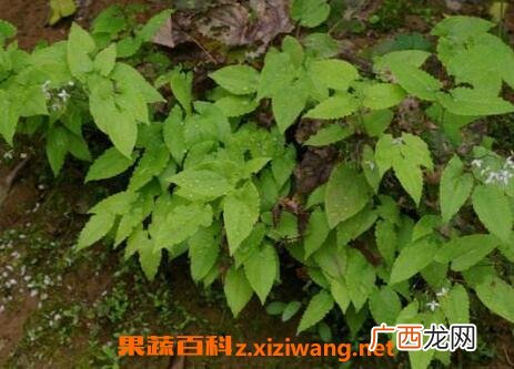 中药润羊藿的功效与作用