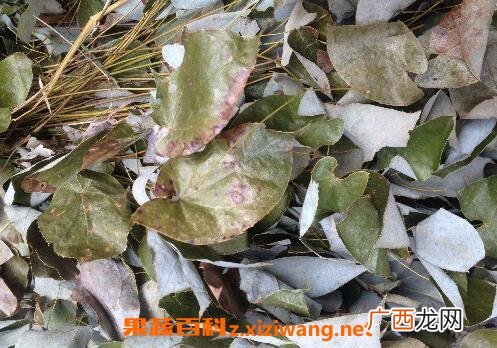 中药润羊藿的功效与作用