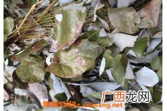 中药润羊藿的功效与作用