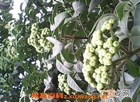 中药熟油子的药用价值