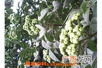 中药熟油子的药用价值