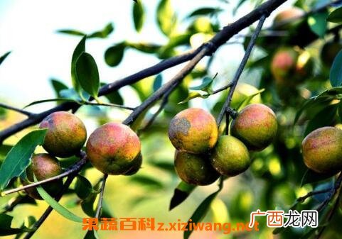 中药熟油子的药用价值
