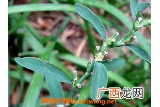 中药萹蓄的功效与副作用