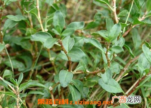 中药萹蓄的功效与副作用