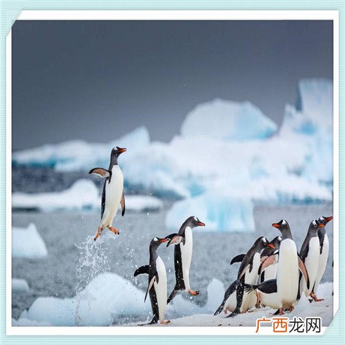 文竹花代表什么寓意 文竹的寓意