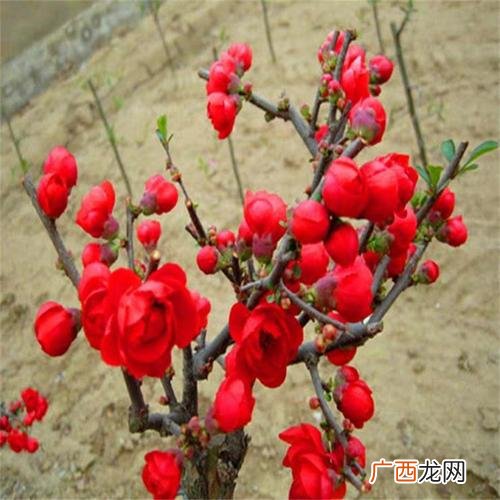 海棠花骨朵枯萎怎么办 花卉海棠花树为什么落叶