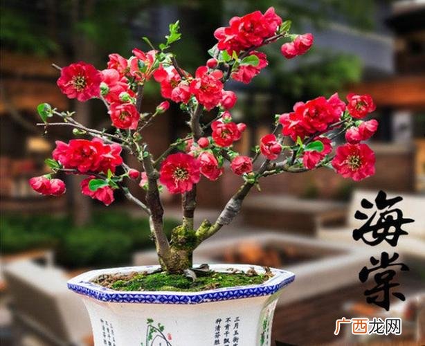 海棠花骨朵枯萎怎么办 花卉海棠花树为什么落叶
