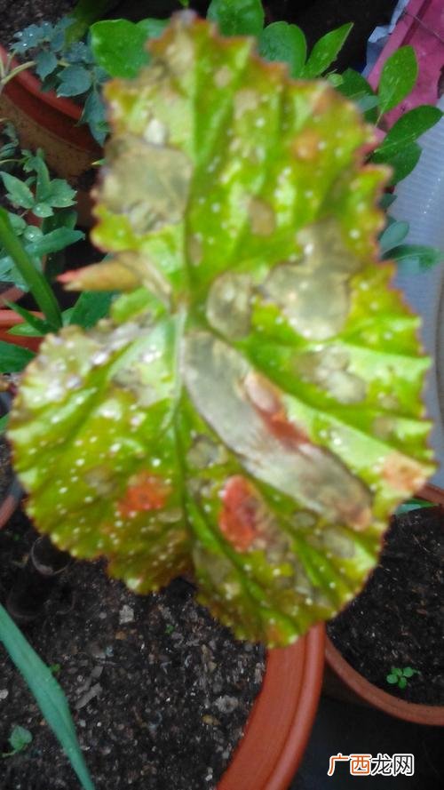 海棠花骨朵枯萎怎么办 花卉海棠花树为什么落叶