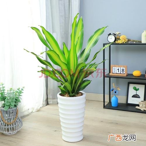 盆栽柠檬栽培与管理 盆栽柠檬花卉