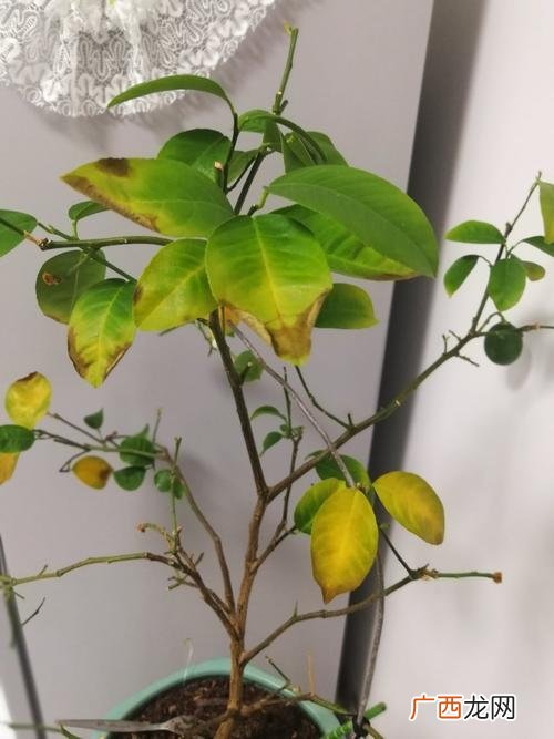 盆栽柠檬栽培与管理 盆栽柠檬花卉