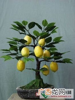 盆栽柠檬栽培与管理 盆栽柠檬花卉