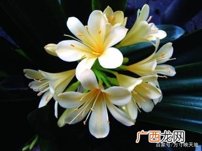 常见盆栽花卉 中国盆栽花卉