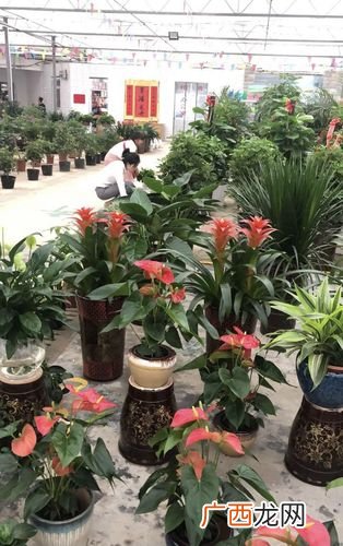 常见盆栽花卉 中国盆栽花卉