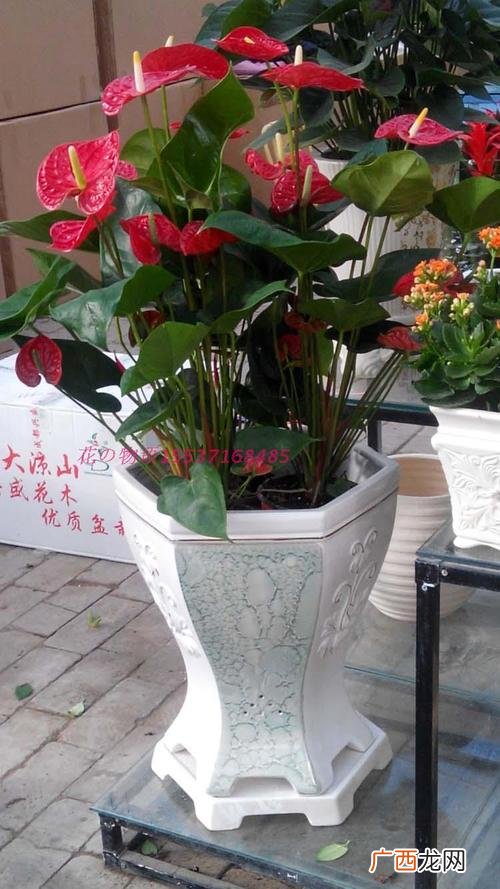 常见盆栽花卉 中国盆栽花卉