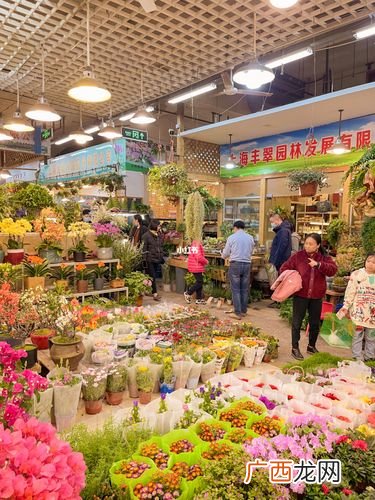 斗南花卉图片 斗南国际花卉苗圃市场