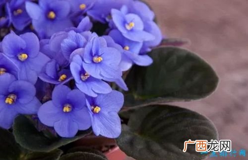 花卉网站 花卉市场公司网站