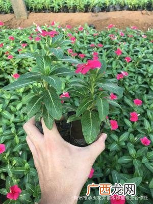 花卉网站 花卉市场公司网站