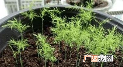 文竹不能随便养 花卉文竹方法