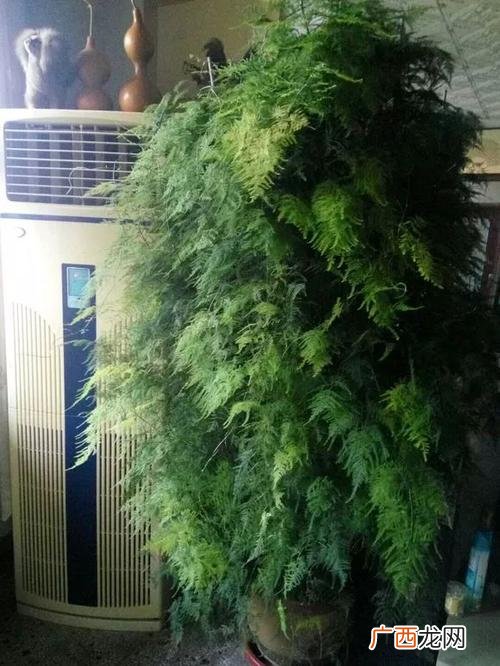 文竹不能随便养 花卉文竹方法