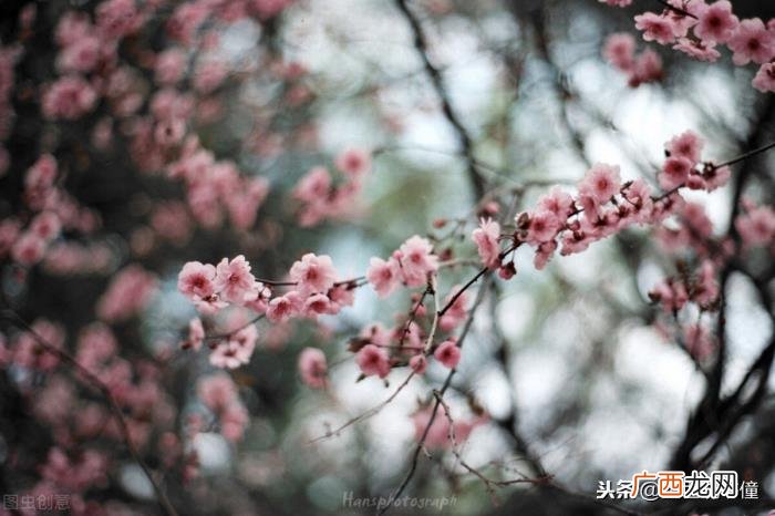 刘伯温的最好作品，刘伯温的无题诗妙趣横生