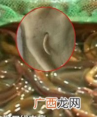 菱角煮多久杀死寄生虫 水产煮多久 杀死寄生虫