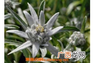 中药火绒草的功效与作用