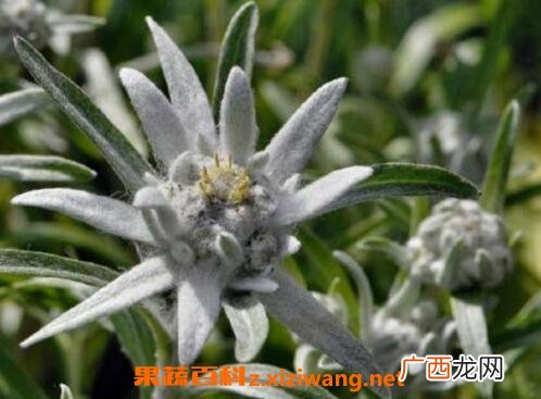 中药火绒草的功效与作用