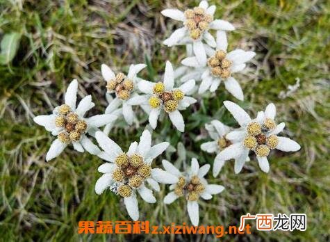 中药火绒草的功效与作用